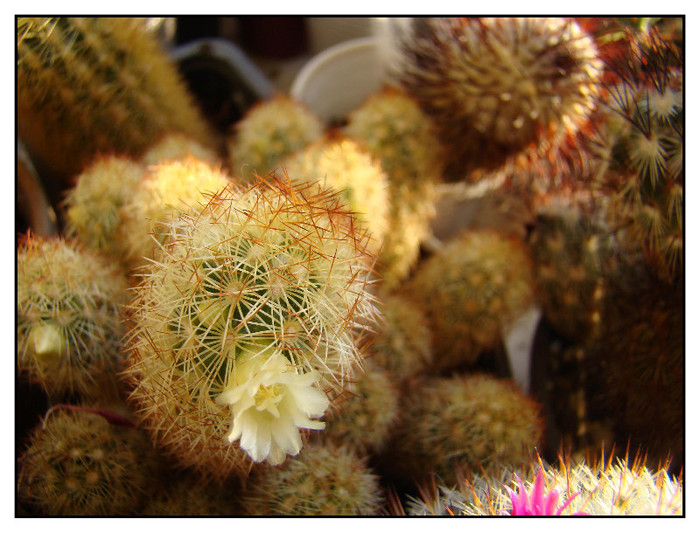 Mammillaria elongata 1