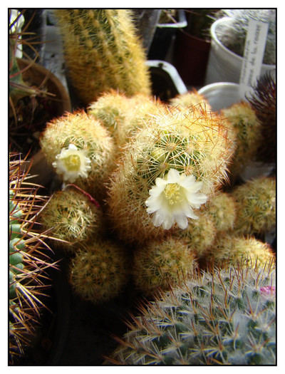 Mammillaria elongata - xerofite