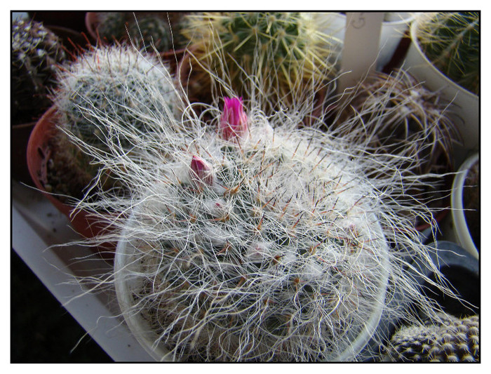 Mammillaria hahniana1 ssp - xerofite