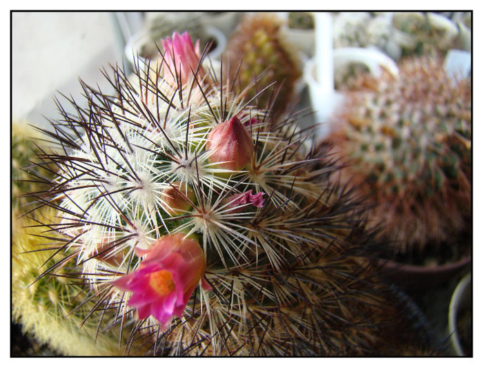 Mammillaria microhelia 2