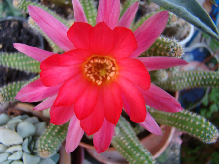 Chamacereus hb.Rainbow