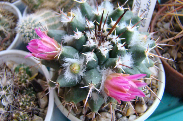 Mammillaria centricirrha - xerofite