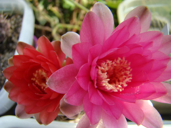 Gymnocalycium baldianum - xerofite