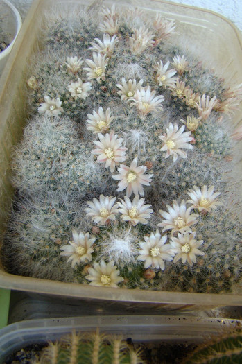 Mammillaria bocasana - xerofite