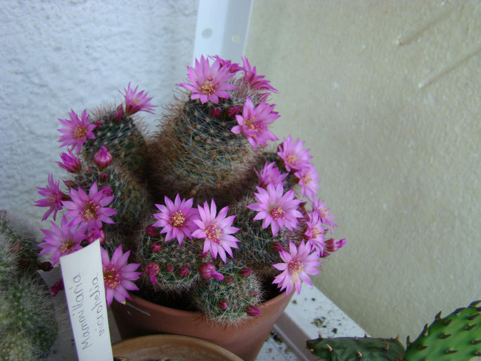 Mammillaria zeilmanniana - xerofite