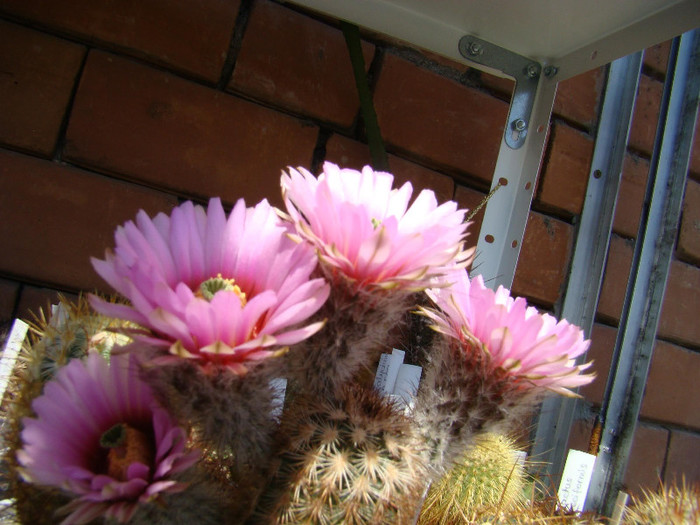 Echinocereus fitchii - xerofite
