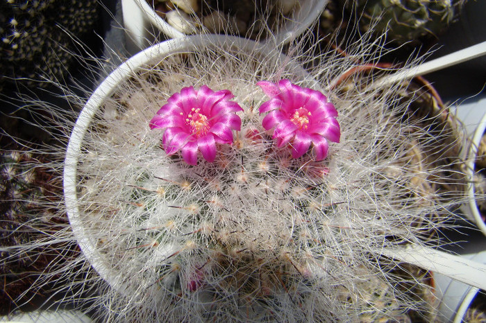 Mammillaria hahniana - xerofite