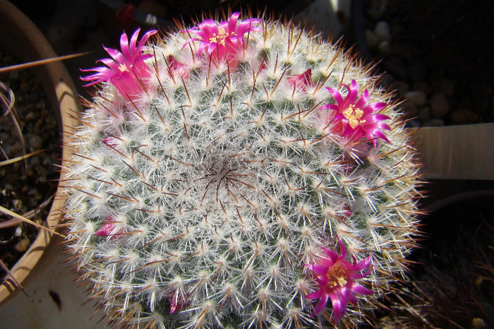 Mammillaria hahniana - xerofite
