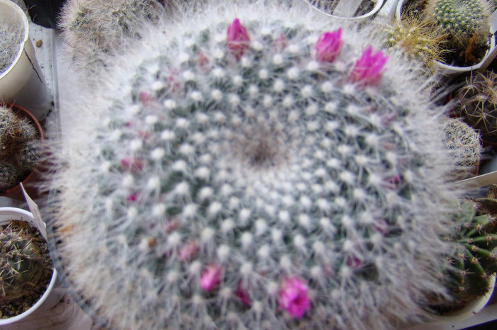 Mammillaria hahniana - xerofite