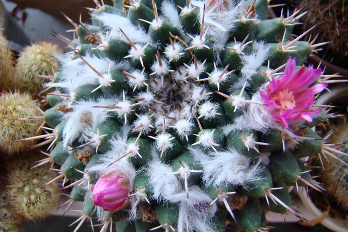 Mammillaria centricirrha - xerofite
