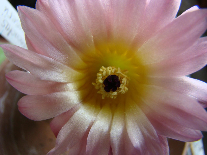Echinocereus sp. - xerofite