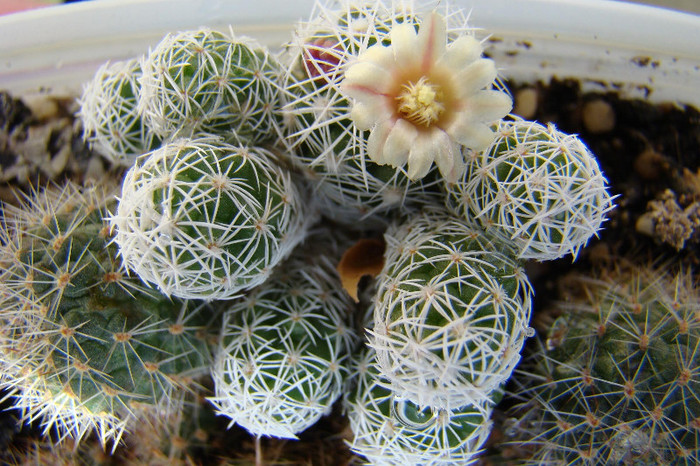Mammillaria gracilis - xerofite
