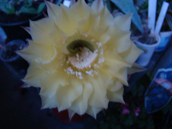 Echinopsis hb. - xerofite