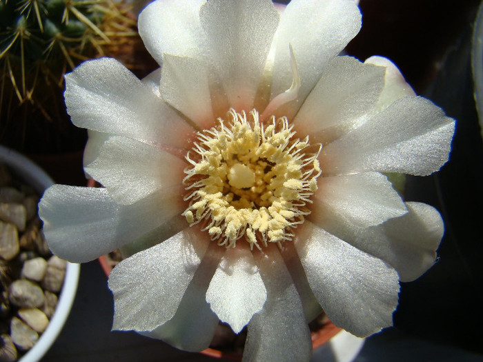 Gymnocalycium sp. - xerofite