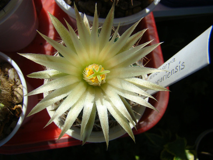Escobaria missouriensis - xerofite
