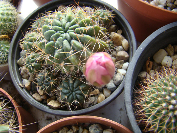 Lobivia sp. - xerofite