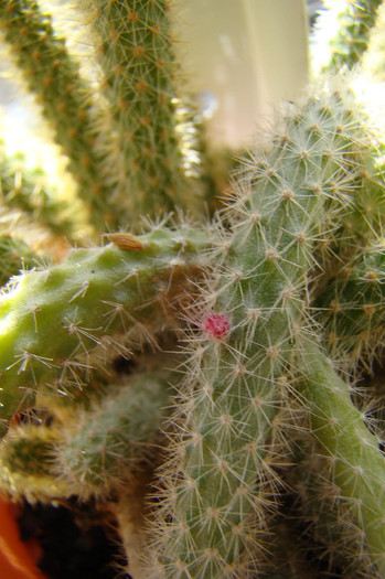 Aporocactus flagelliformis