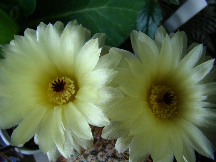 Notocactus sp - xerofite