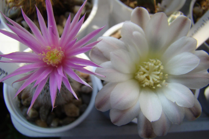 2455067500081725294cvHyUp_fs