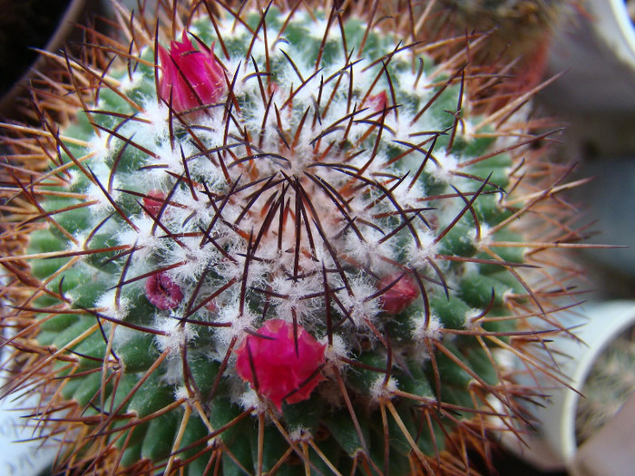 Mammillaria rhodantha subsp. rhodantha