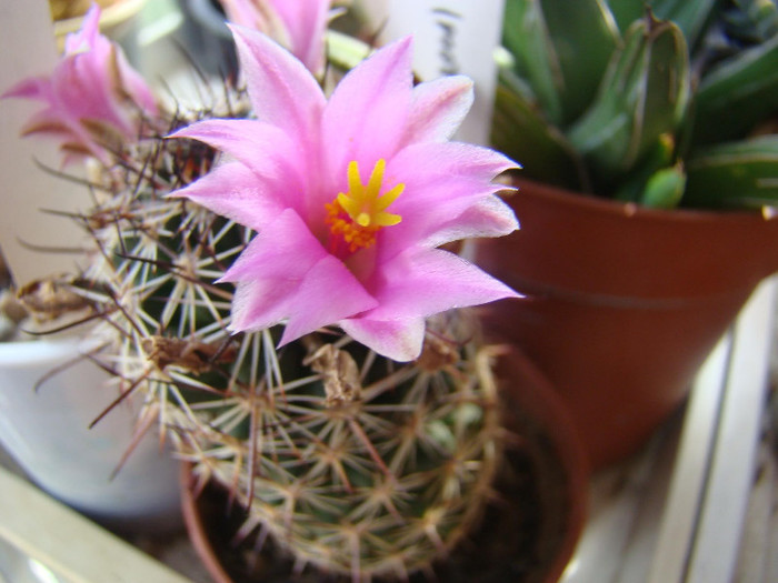 Mammillaria grahamii
