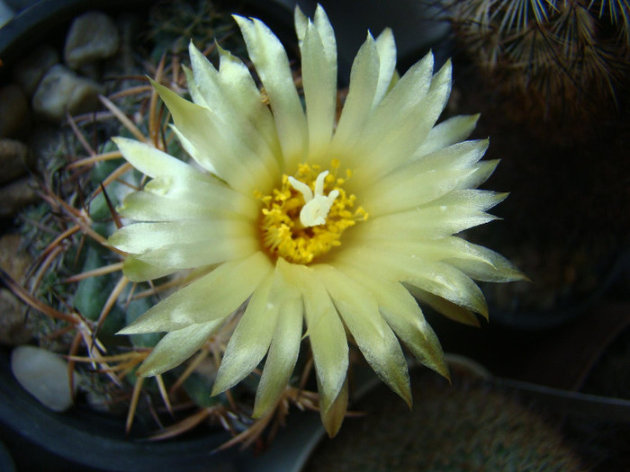 Coryphantha