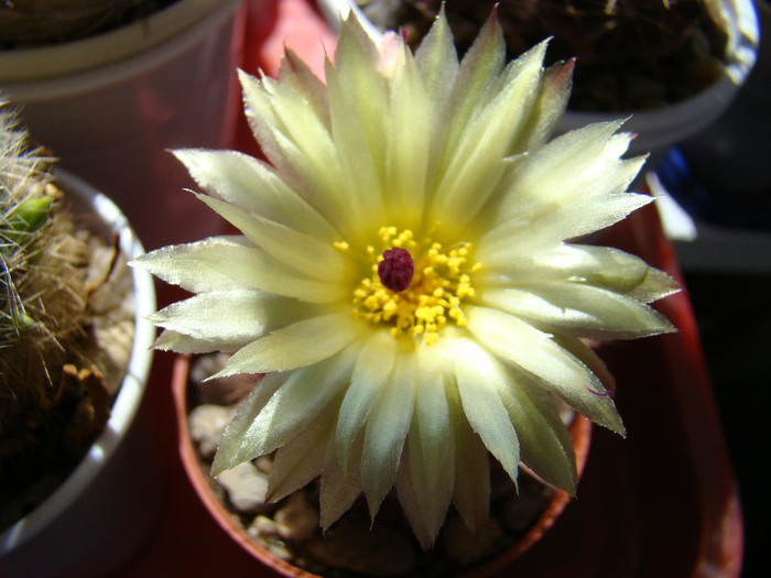 Notocactus sp