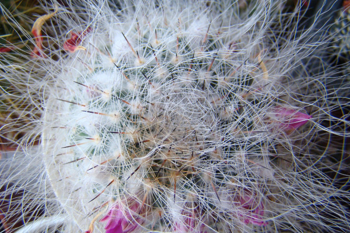 Mammillaria hahniana