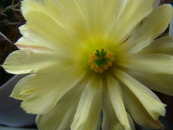 Echinocereus sp.