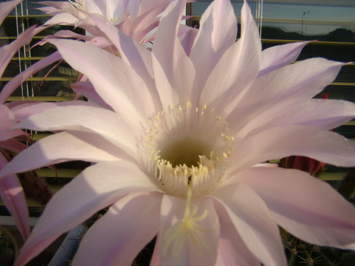 Echinopsis