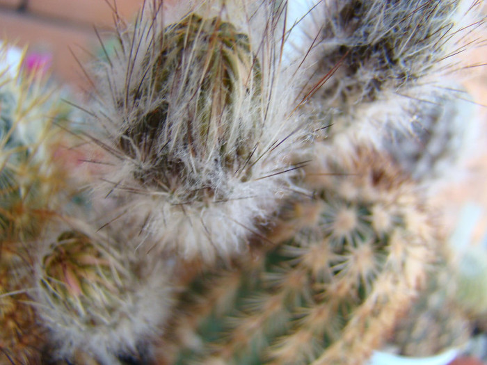 2615450240081725294MXFmut_fs