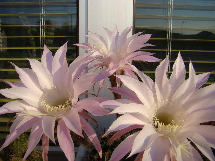 2618744090081725294gIusUY_fs