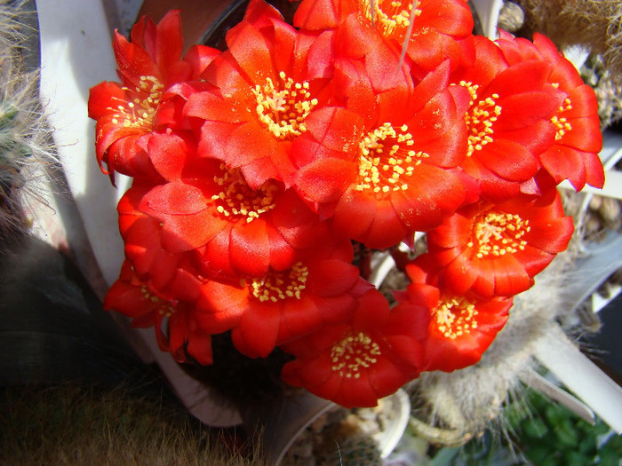 2640022600081725294QImoLa_fs