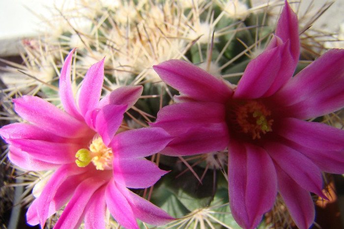 2652821410081725294vvNbMd_fs