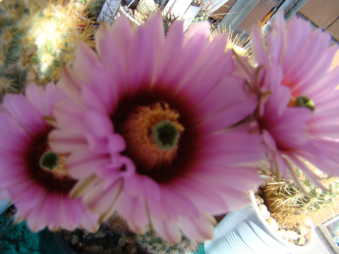 2678609170081725294ZNHZnx_fs