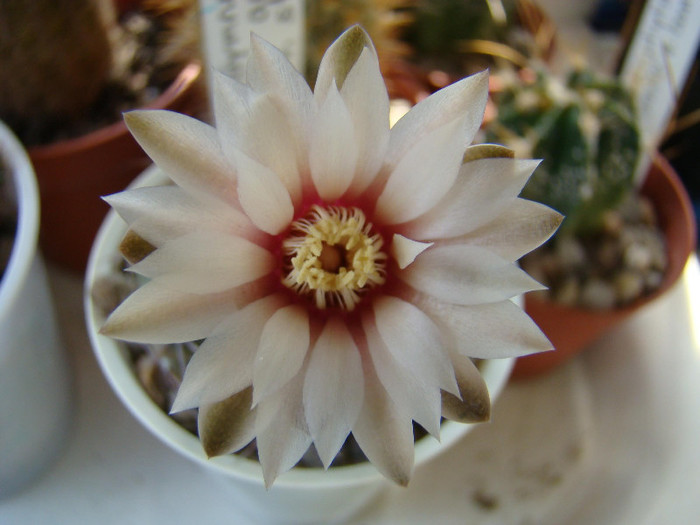 2723606250081725294pfQjHd_fs