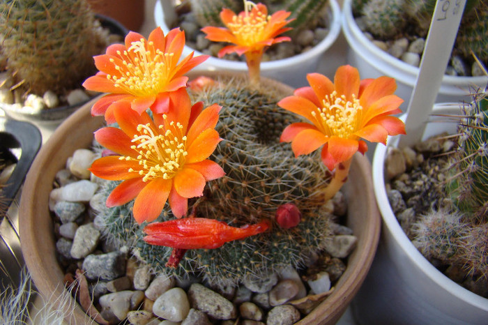 2803875300081725294rVRDIk_fs