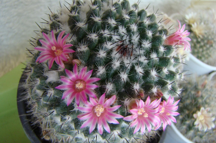 2872174770081725294aGSDxX_fs