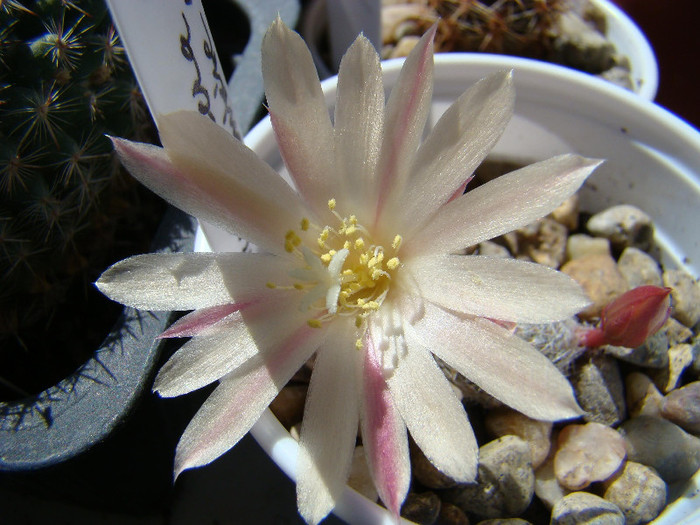 2892841600081725294BUJBpf_fs