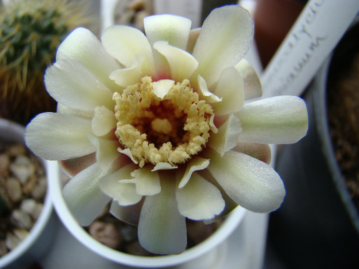 2906861010081725294SXFXoi_fs