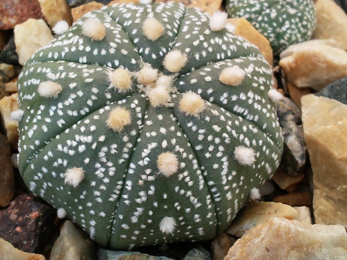 Astropytum asterias - Astrophytum asterias