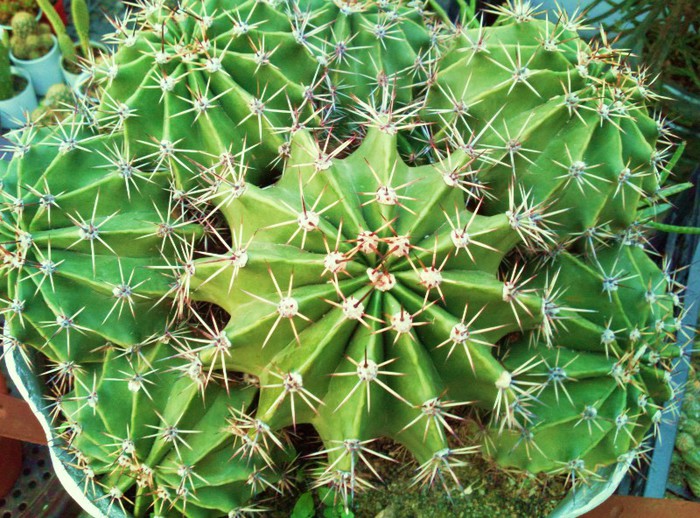Echinopsis oxygona (multiplex) - Echinopsis oxygona