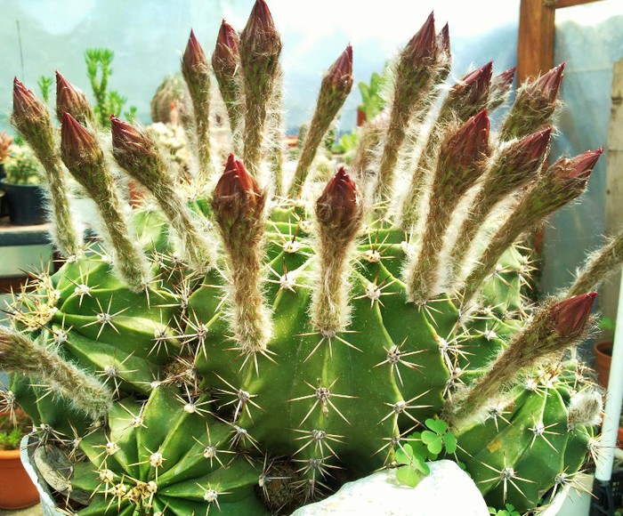 Echinopsis oxygona (multiplex) - Echinopsis oxygona