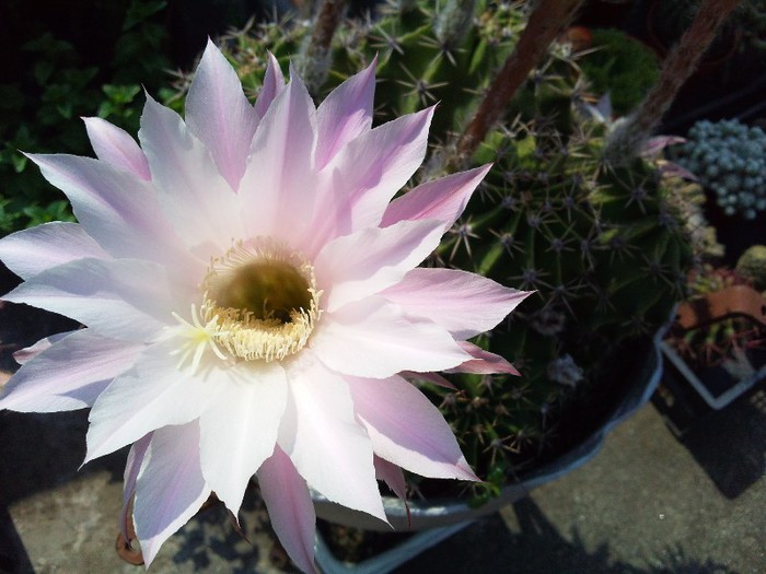 Echinopsis oxygona