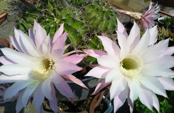 Echinopsis oxygona