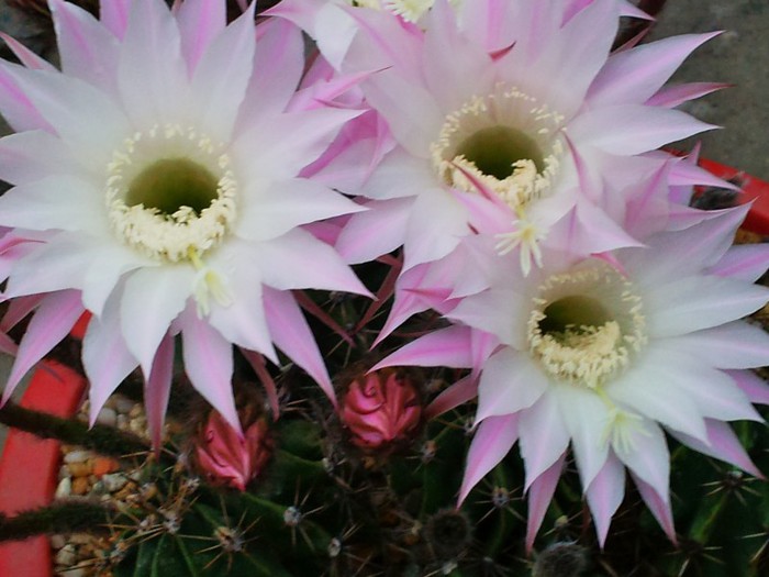 Echinopsis oxygona