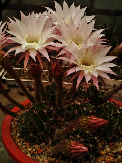 Echinopsis oxygona