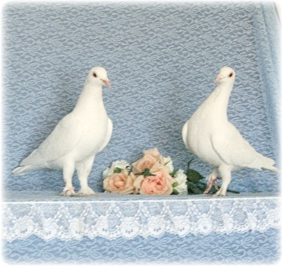 0786544494 - Porumbei albi pentru nunti