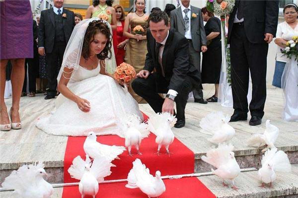 nunta de vis 0786544494 - Porumbei albi pentru nunti
