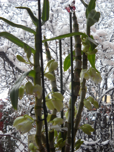 25.ianuarie.2013 - Orhideea - Dendrobium nobile0